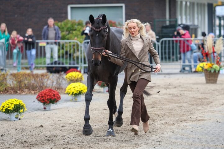 Current world champion during the veterinary check Yasmin Ingham with Gipsy du Loir. Photo ©Ashley Claus