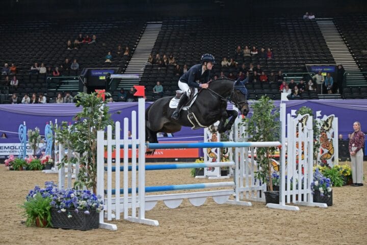 HOYS Silver League Winner