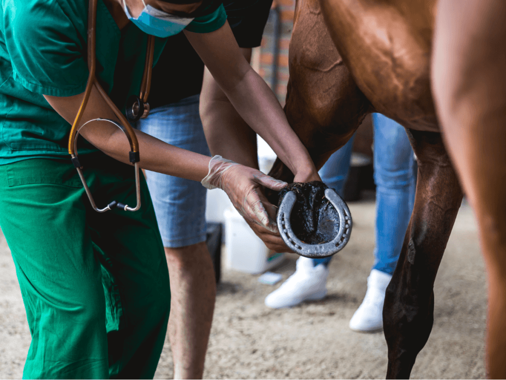 image of a vet examining a horse's hoof.
